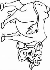 Koe Kuh Coloring Vacas Kleurplaat Dibujos Mewarnai Sapi Vache Dieren Mucche Colorare Animasi Animaatjes Koeienkop Ausmalbild Cows Vaches Tekening Vaca sketch template
