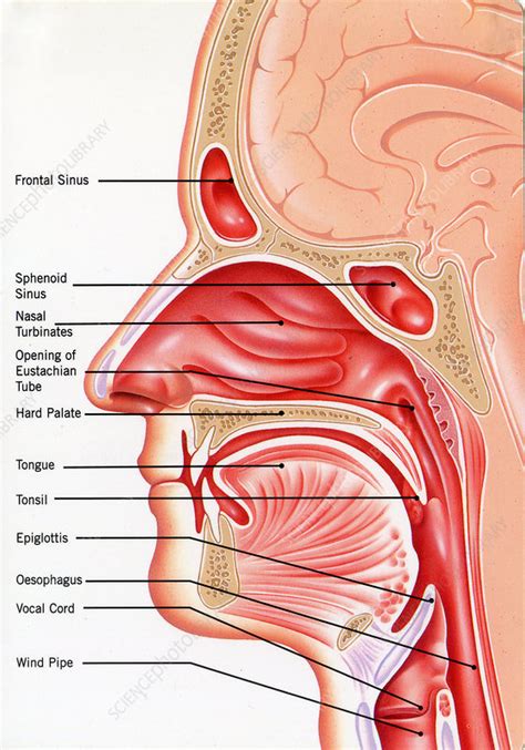 human head anatomy illustration stock image  science photo library