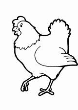 Poule Coloriage Animal Imprimer Animaux Ferme Coq Poussin Chickens sketch template