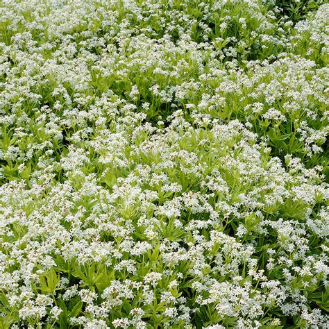 echter waldmeister  kaufen bei gaertner poetschke