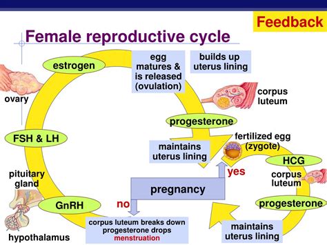 Ppt Endocrine System Hormones And Reproduction Powerpoint Presentation