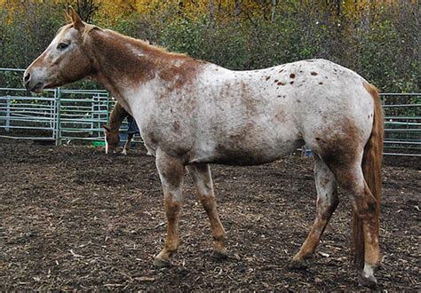 red roan  strawberry roan  horse forum