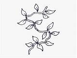 Drawing Vine Vines Simple Coloring Clip Clipartkey sketch template