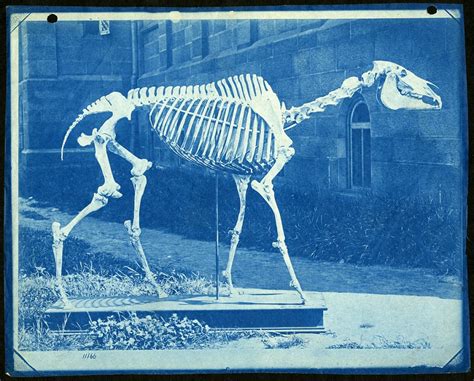 skeleton  race horse lexington  castle yard smithsonian institution