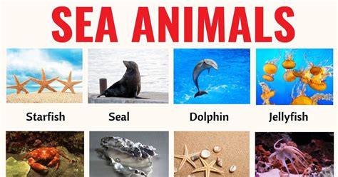 sea animals list   interesting sea ocean animals