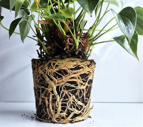 grow anthuriums anthurium growing tips   home gardening