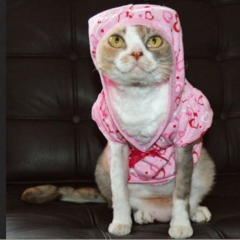 78 best cats in pink images on pinterest funny kitties