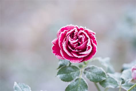 rozen verzorgen  de winter tuinennl