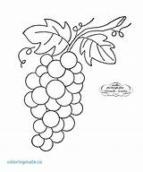 Uvas Uva Cacho Grapes Risco Weintrauben Cachos Wisteria Riscos Grape Marcia Ribeiro sketch template