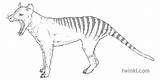 Tiger Tasmanian Extinct Ks2 Rgb Australia Nature Animal sketch template