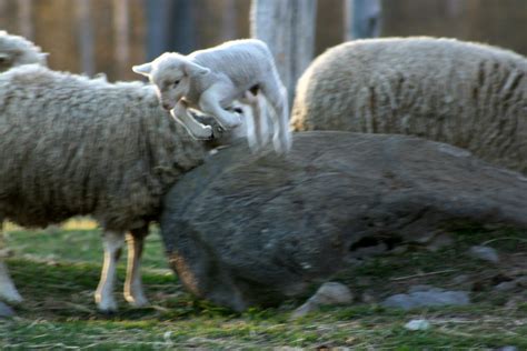 lamb woodgrain farm