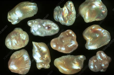 natural freshwater pearls stock image  science photo library