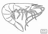 Krill Drawing Northern Coloring Getdrawings sketch template