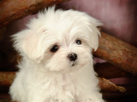 lovely  white fluffy puppy wallpaper