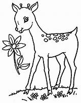 Coloring Deer Baby Pages Popular sketch template