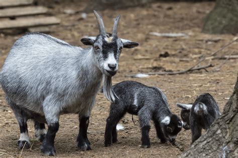 pygmy goats    good pets learn  characteristics