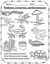 Decomposers Worksheet Producers Science Consumers Teacherspayteachers Activities Grade sketch template