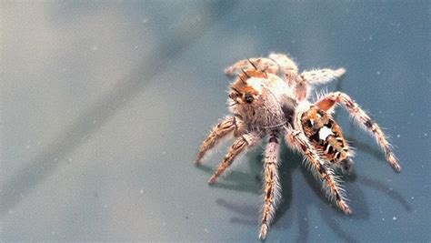 jumping spider rescued whats  bug