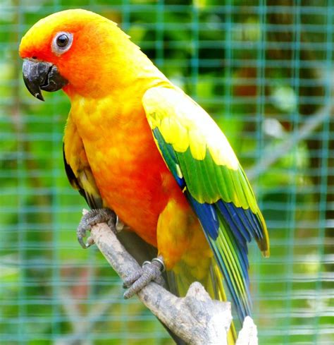 top loudest parrot species