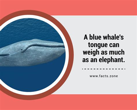 facts zone  blue whales tongue  weigh     elephant