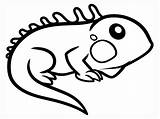 Iguana Coloring Pages Cartoon Printable sketch template