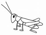 Grasshopper Coloring Locust Drawing Pages Clipart Kids Colouring Line Clip Tiny Color Cliparts Grasshoppers Drawings Monsters Clipartpanda Clipartbest Getdrawings Use sketch template