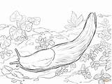 Slug Coloring Banana Pages Sea Slugs Printable Color Print Categories sketch template