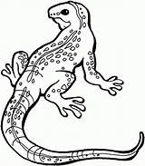 Lizard Whiptail sketch template