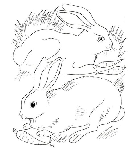 rabbits coloring page  printable coloring pages  kids