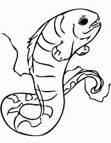 Eel Coloring Electric Pages Moray Wolf Tarantula Getcolorings Kids Popular Getdrawings Library Clipart sketch template