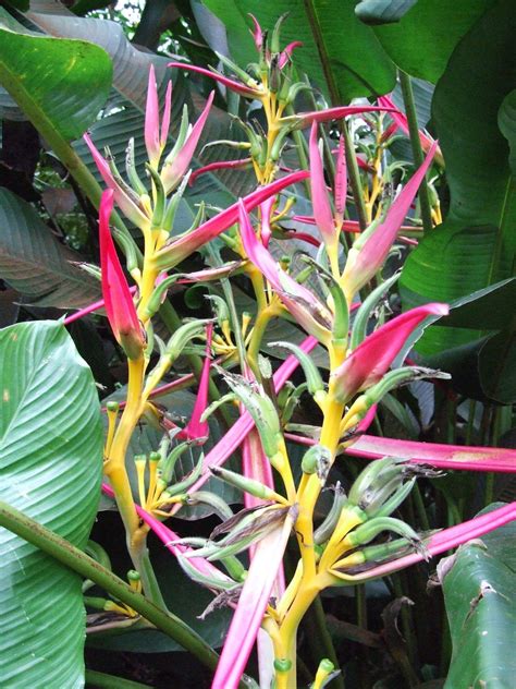 el arish tropical exotics lush tropical plants  australia