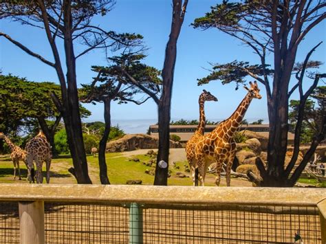 san francisco zoo  reopen monday  delays san francisco ca patch