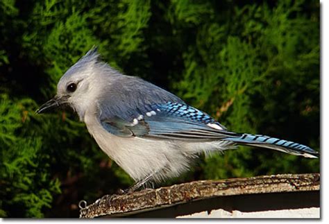 backyard bird cam leucistic blue jay