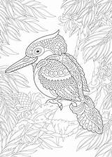 Bird Aboriginal Tuin Vogel Doodle sketch template