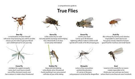 guide  true flies whatsthisbug