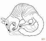 Coloring Numbat Pages Uluru Wombat Drawing Australia Colorings Opera Sydney House Color Print Drawings 03kb 1200 Getdrawings Printable Getcolorings Top sketch template