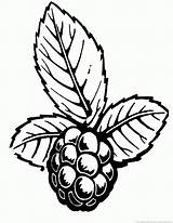 Blackberry Drawing Coloring Pages Getdrawings sketch template