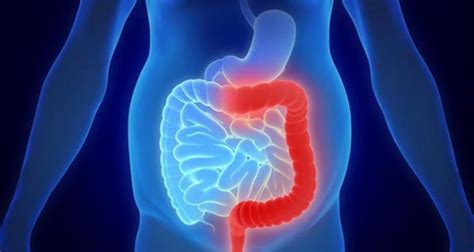 del apendice al bazo los organos   sirven  nada en tu cuerpo