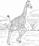 Coloring Pages Giraffe Kids Older Hard Printables Print Everfreecoloring sketch template