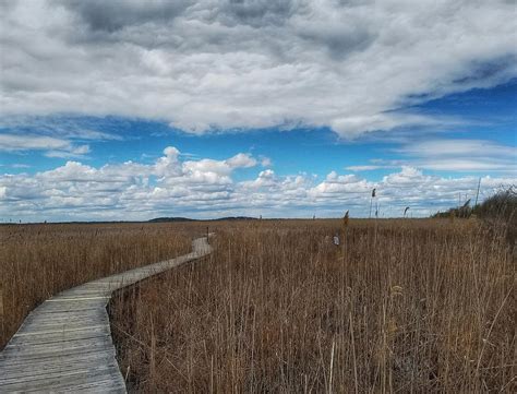 marsh walk  photograph  mary capriole fine art america