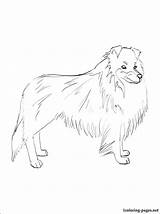 Coloring Sheepdog Pages Sheltie Shetland Getcolorings Drawing Getdrawings 08kb 750px sketch template