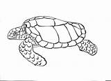 Turtle Coloring Sea Pages Drawing Outline Printable Cartoon Clipart Turtles Loggerhead Baby Drawings Template Kids Step Drawn Cliparts Getdrawings Sketch sketch template