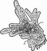 Amoeba Nucleus Contractile Vacuole sketch template