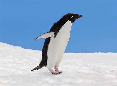 penguin secrets   hidden   century readers digest