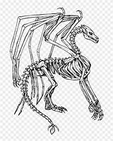 Skeleton Skelett Drachen Ausmalbilder Ausmalbild Breathing Adults Skull Godzilla Pngfind sketch template