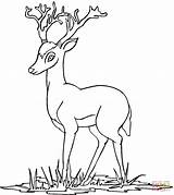 Cervo Rusa Hirsch Putih Hitam Geweih Disegno Kleurplaten Ausmalbild Junger Antelope Hertjes Terbaru Hirsche Bambi sketch template