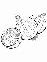 Coloring Onion Pages Printable Kids Popular sketch template