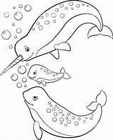 Narwhal Coloring Pages Cute Monitor Print Getcolorings Getdrawings Color Printable Colorings sketch template