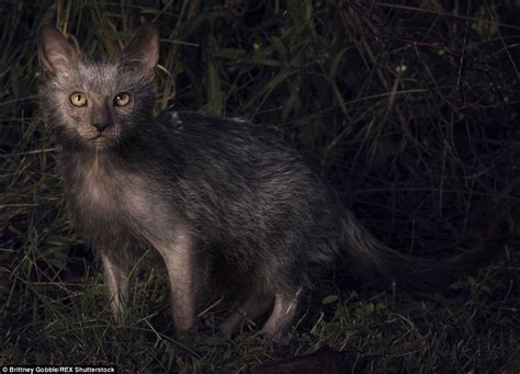 Unique Lykoi Breed Of Cat Christened Werewolf Cats See A