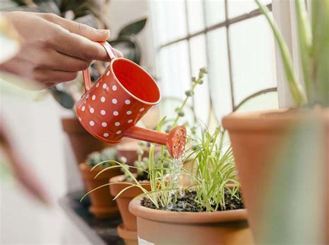 comment faire pousser vos plantes efficacement grace  une technique naturelle encore meconnue